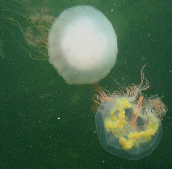 Foto 4/De medusas y aguas vivas.