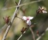 ALMENDRO EN FLOR