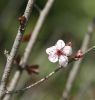 ALMENDRO EN FLOR