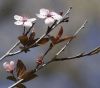 ALMENDRO EN FLOR