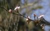 ALMENDRO EN FLOR