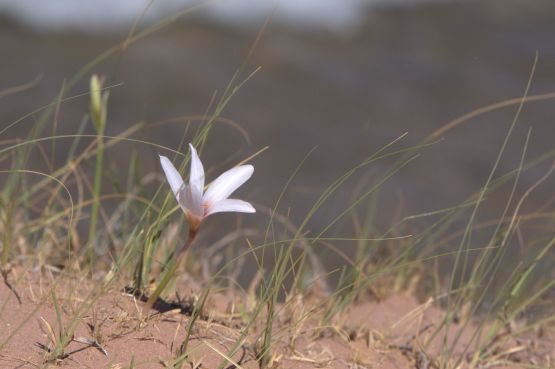 Foto 1/Flores y alas