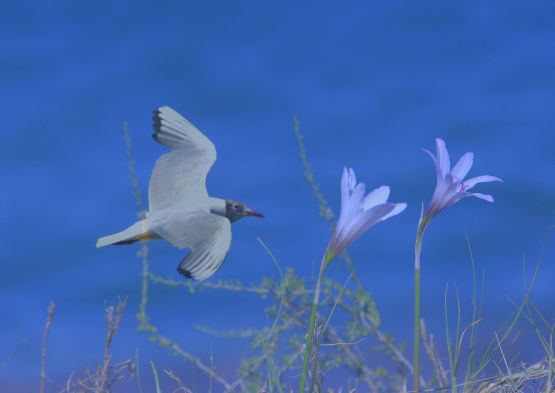 Foto 4/Flores y alas