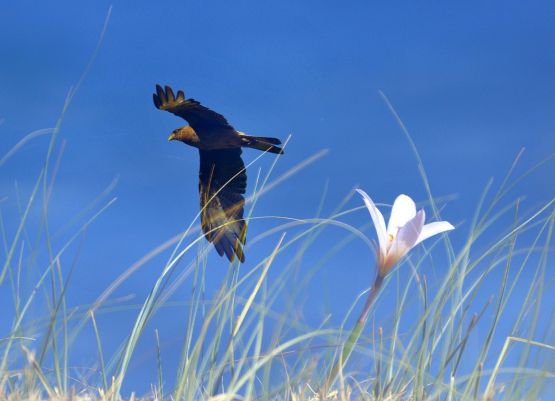 Foto 5/Flores y alas