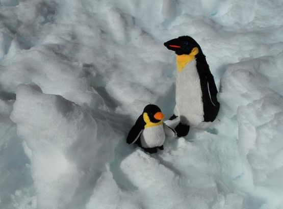 Foto 1/Pingus el la nieve-serie-