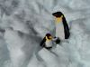 Pingus el la nieve-serie-