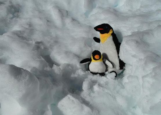 Foto 2/Pingus el la nieve-serie-