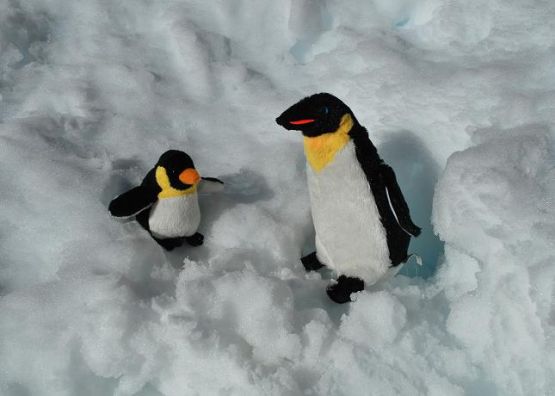 Foto 3/Pingus el la nieve-serie-