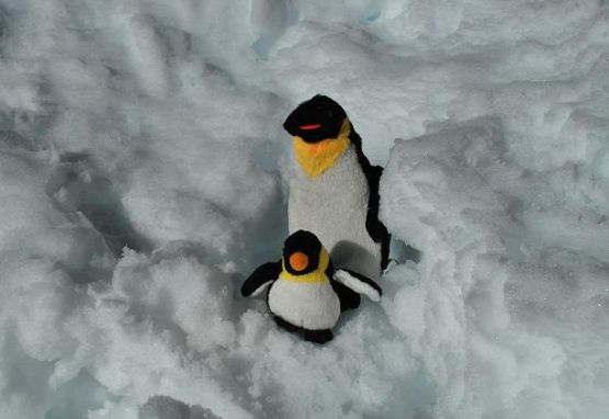 Foto 4/Pingus el la nieve-serie-