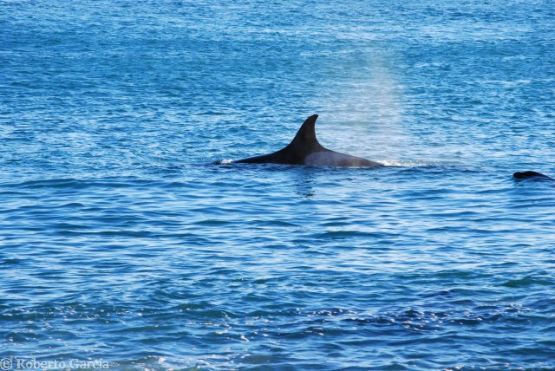 Foto 2/Aletas Dorsales de Orcas