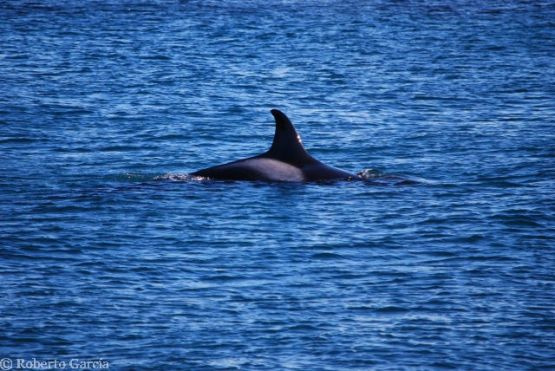 Foto 3/Aletas Dorsales de Orcas