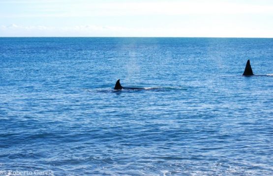 Foto 4/Aletas Dorsales de Orcas