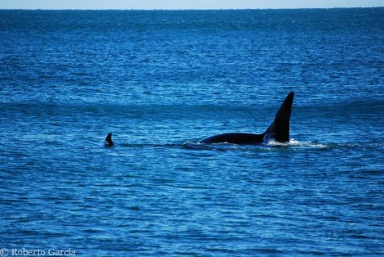 Foto 5/Aletas Dorsales de Orcas