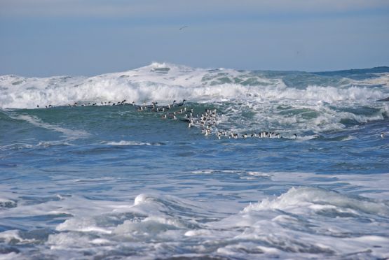 Foto 1/Jugando con las olas