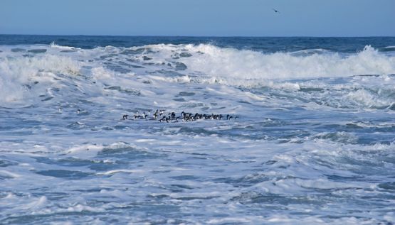 Foto 4/Jugando con las olas