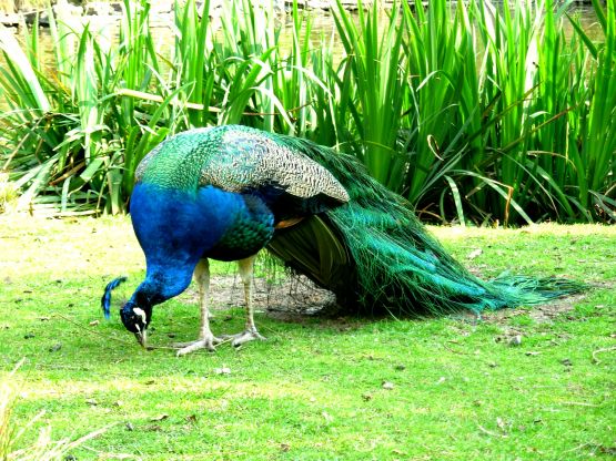 Foto 4/plumas coloridas