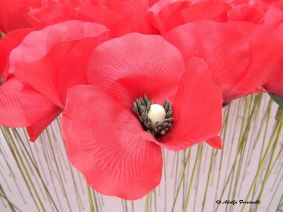 Foto 1/Kenzo - Amapolas en Plaza San Martin