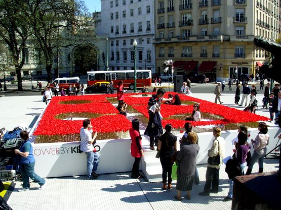 Foto 5/amapolas en Plaza San Martin La serie