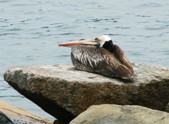 Foto 1/en la orilla del mar, conviven las aves.