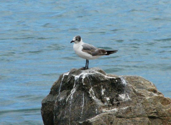 Foto 2/en la orilla del mar, conviven las aves.