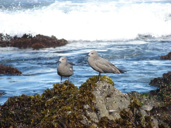 Foto 3/en la orilla del mar, conviven las aves.