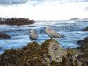 en la orilla del mar, conviven las aves.