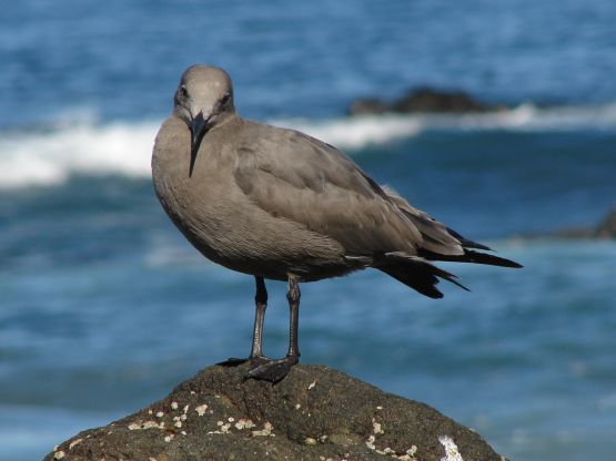 Foto 4/en la orilla del mar, conviven las aves.