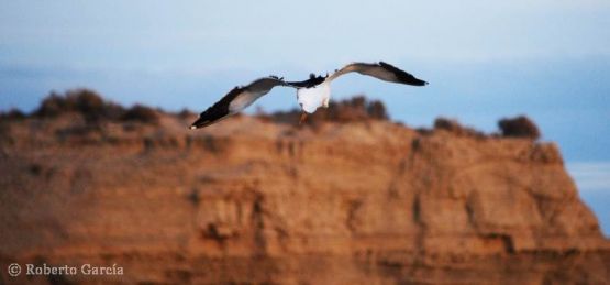 Foto 4/Aves en vuelo en Peninsula Valdes