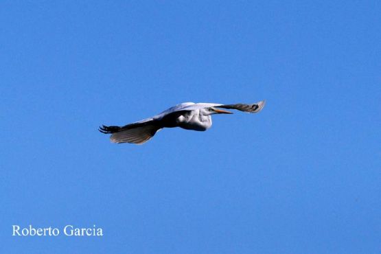 Foto 1/Esta es Garzas en Vuelo