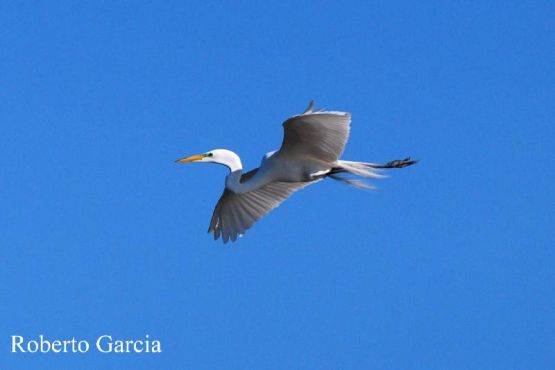 Foto 2/Esta es Garzas en Vuelo