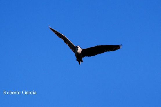 Foto 3/Esta es Garzas en Vuelo