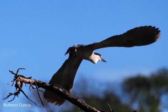 Foto 4/Esta es Garzas en Vuelo