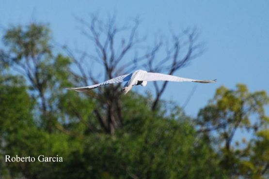 Foto 5/Esta es Garzas en Vuelo