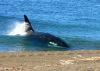 Varamnientos de orcas