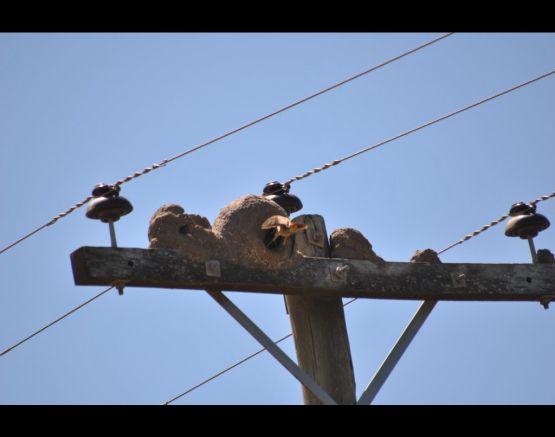 Foto 4/Dando de comer a los pichones