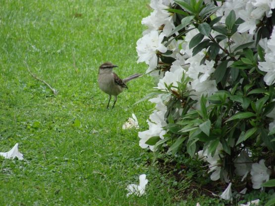 Foto 4/un oasis en buenos aires