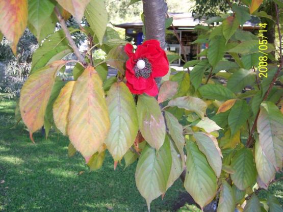 Foto 4/la sencilla amapola