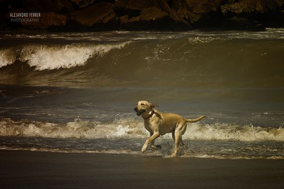 Foto 2/Perro y Mar