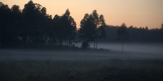 Foto 2/Niebla al amanecer