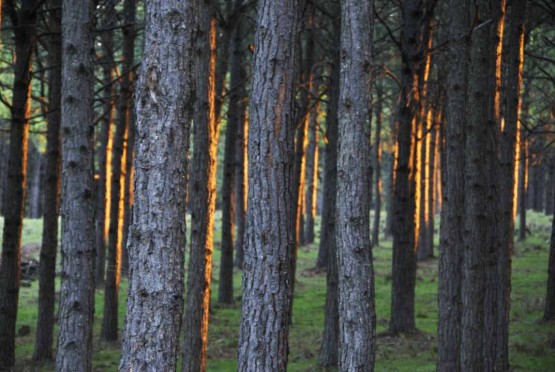 Foto 4/Atravesando pinos