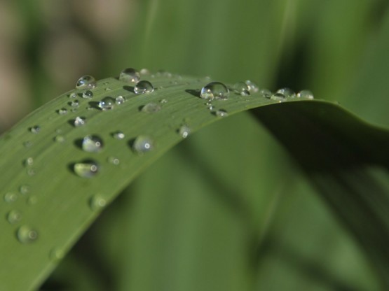 Foto 4/Virus de Gotas