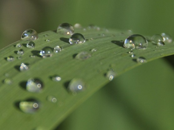 Foto 5/Virus de Gotas