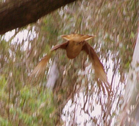 Foto 5/Chimangos en el campo