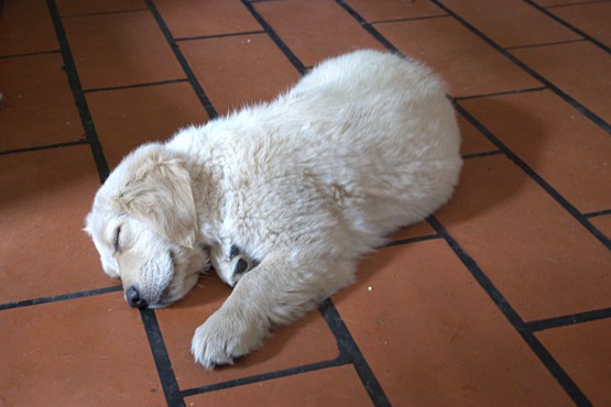 Foto 1/La siesta de Lola