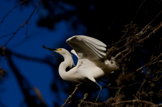 Foto 1/Una mas de garzas