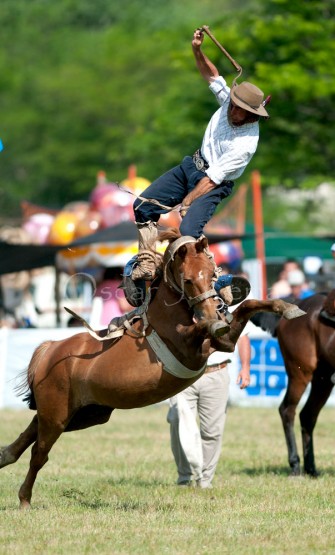 Foto 2/Rebelin equina