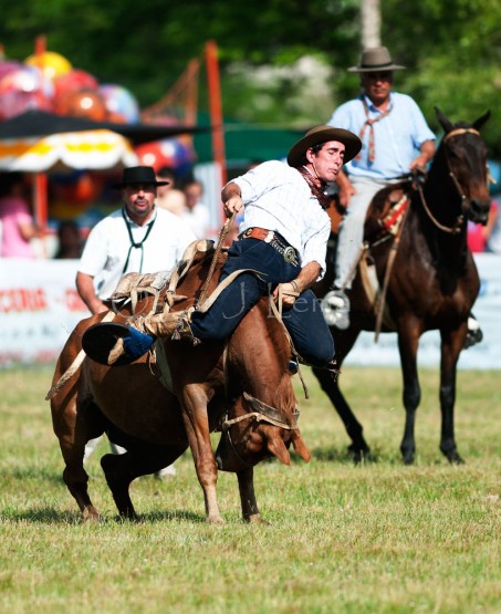 Foto 4/Rebelin equina