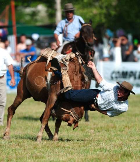 Foto 5/Rebelin equina