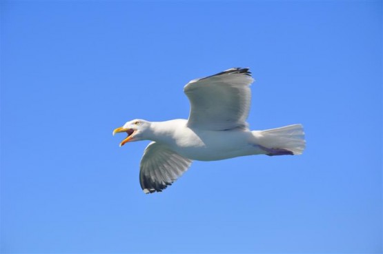 Foto 2/Libertad!!