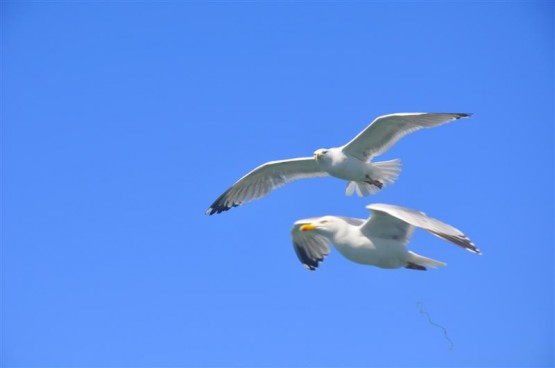 Foto 3/Libertad!!